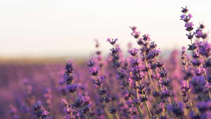 7 najodolnejších záhradných rastlín pre slovenské podmienky