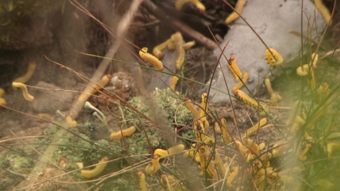 Pahúsenice hrebenárok, ktoré likvidujú v lesoch na Záhorí.