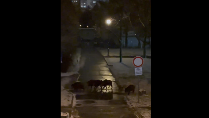 Diviaky v Karlovej Vsi.