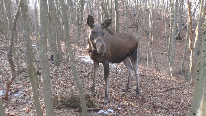 V lesoch na strednom Slovensku je losica na úteku. K majestátnemu zvieraťu sa nepribližujte