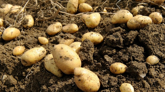 Zemiaky počas zberu úrody na poliach