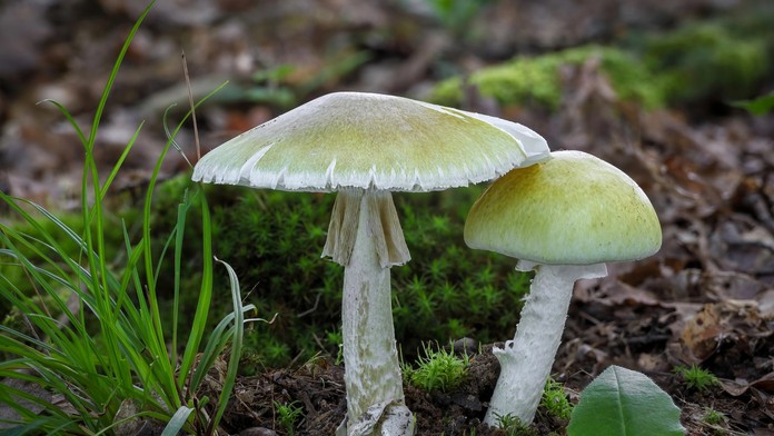 Aplikácia mu poradila, aby zjedol muchotrávku zelenú. Muž skončil hospitalizovaný na JIS-ke