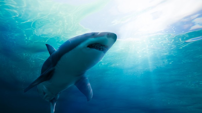 Žralok zaútočil na surfistu pri havajských brehoch. Život mu zachránil pohotový ťah polície