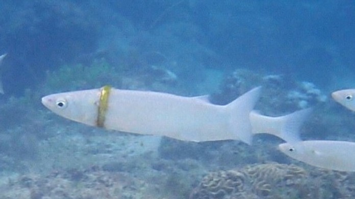 Ryba s obrúčkou na tele.