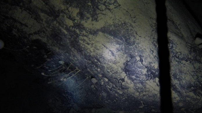 Adam Bárdy a Laura Hritzová