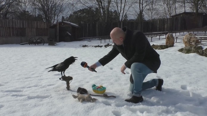 Vrany sa dokážu naučiť rozprávať.