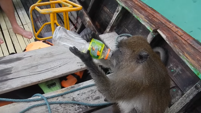 Opitý makak na loďke. 