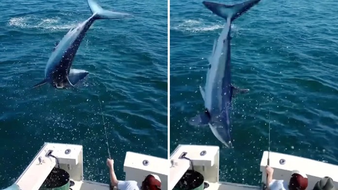 Dramatické video z rybačky: Do lode s rybármi nečakane skočil jeden z najobávanejších žralokov