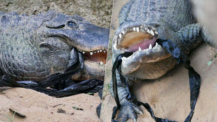 Testujú, či ešte žijú. Zoo prosí návštevníkov, aby nehádzali do zvierat kamene