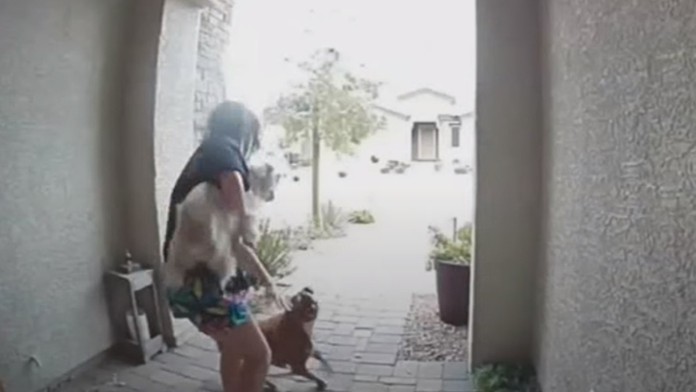 Hrdinský čin: Kuriérka sa postavila pred zúriaceho pitbulla, aby zachránila dcéru zákazníka