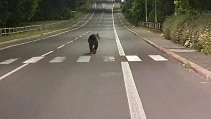 VIDEO: Medveď sa nadránom prechádzal po centre Detvy. Nebolo to prvýkrát