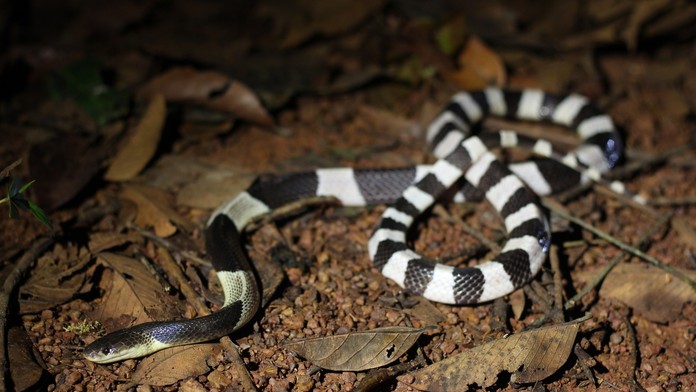 Malajská krajta (Bungarus Candidus).