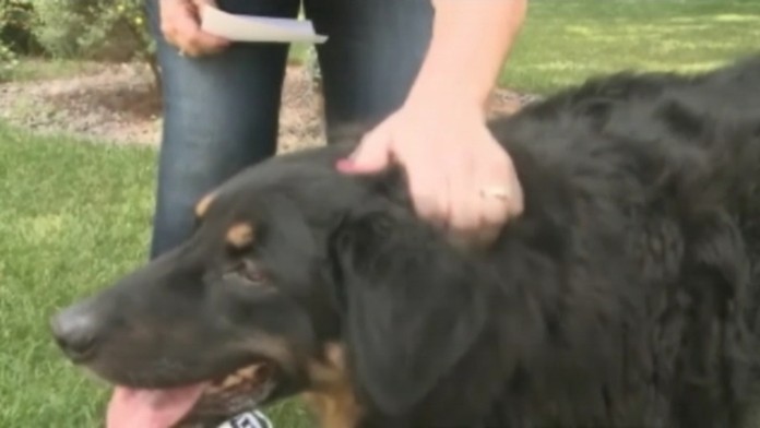 19 ZAHR Pes obrucka.transferweb_jpg_bez_watermarku_1.jpg