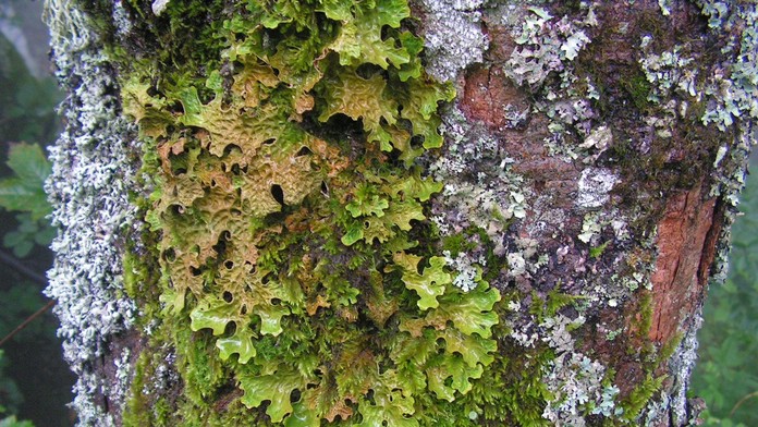  Lišajník jamkatec pľúcny – Lobaria pulmonaria