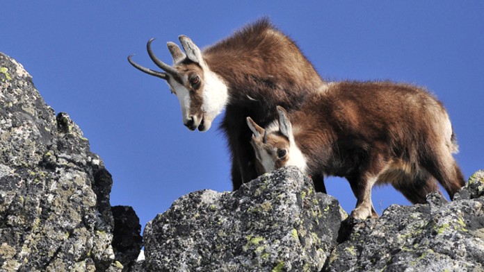 Kamzíky - ilustračná snímka