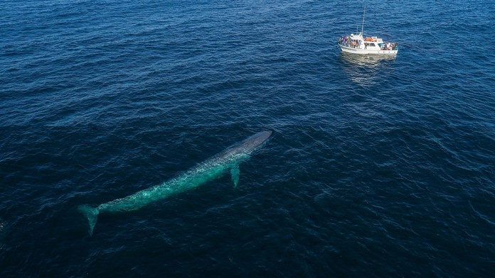 Vráskavec obrovský.