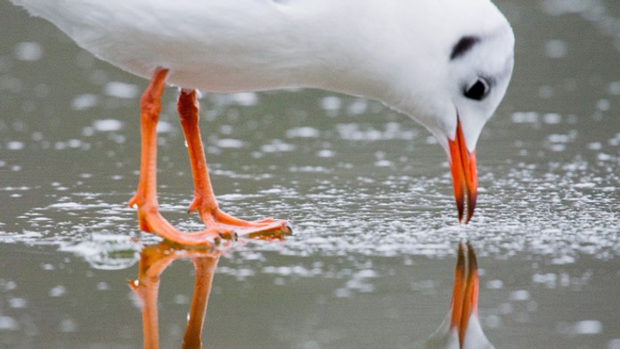 Čajka stojí na tenkej vrstve ľadu na rybníku v Hannoveri.