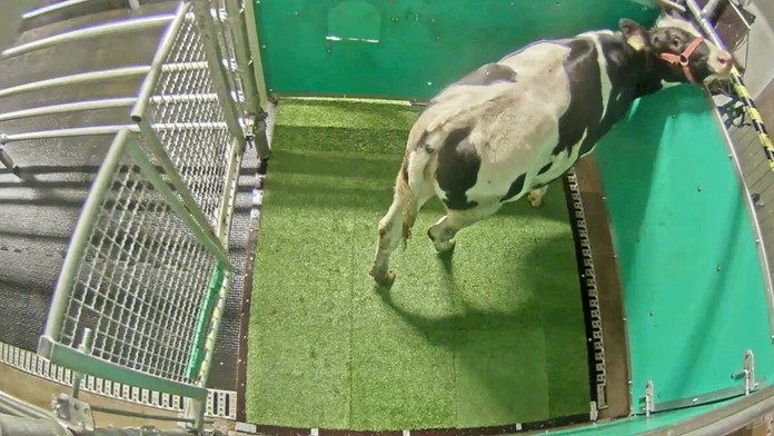 Vedci naučili chodiť kravy na toaletu