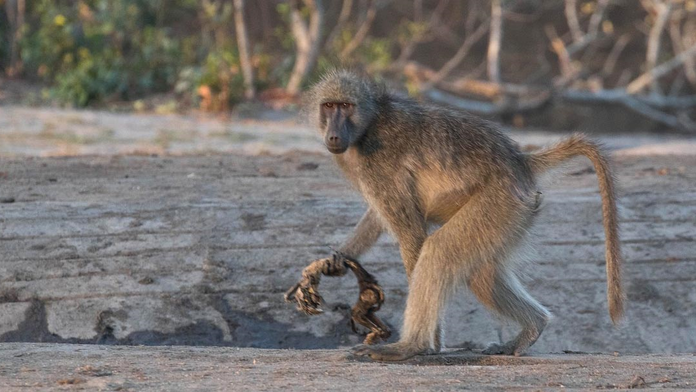 Matka mala mŕtve mláďa stále pri sebe. 