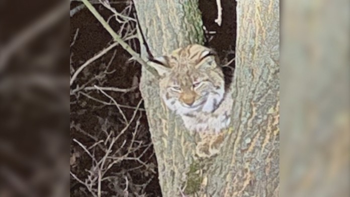 Rys ostrovid v centre Prešova.