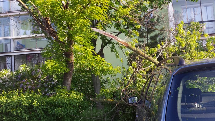 Strom spadol na auto.