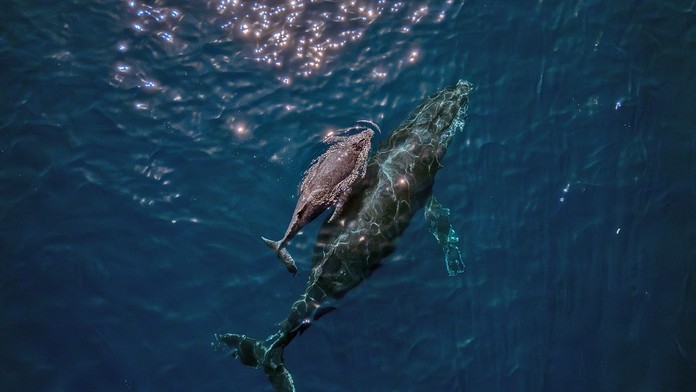 Dobrodružná veľryba prekvapila vedcov. Na ceste k rekordu preplávala cez tri oceány