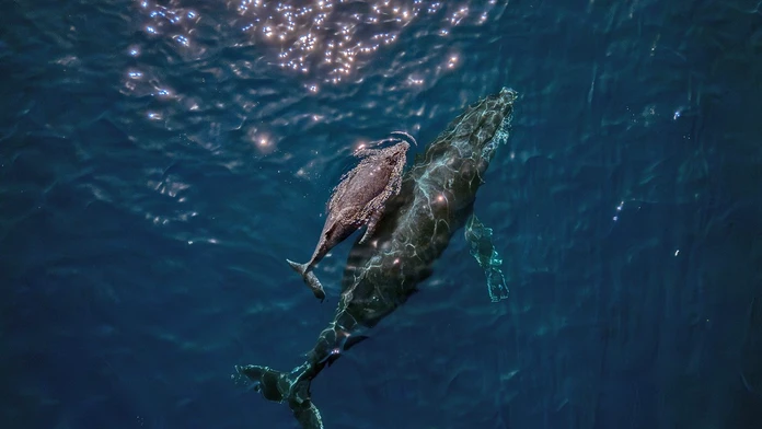 Dobrodružná veľryba prekvapila vedcov. Na ceste k rekordu preplávala cez tri oceány