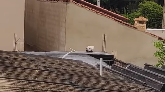 Optická ilúzia z Brazílie.