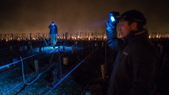 Vinohradníci v Burgundsku dohliadajú na parafínove sviece.