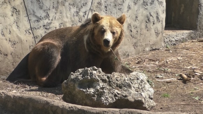 Štátna ochrana prírody chce meniť internú smernicu. Tá je kľúčová pre elimináciu medveďov