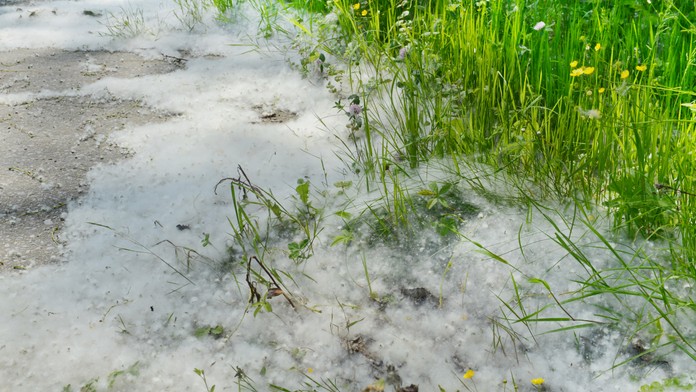 Alergikov dusí peľ. Hygienici prezradili, čo im spôsobuje značné problémy