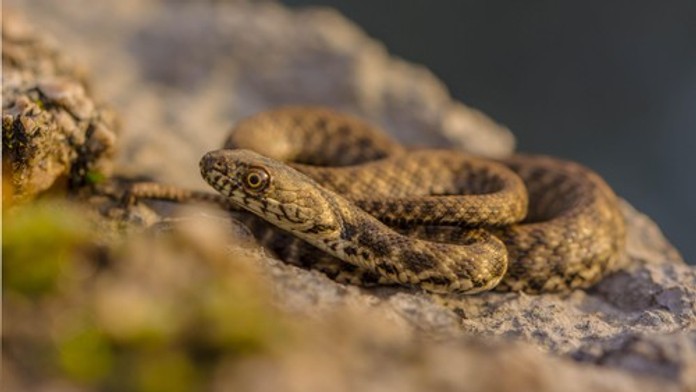 V Chorvátsku sa objavil vzácny had. Odborníci nestihli reagovať, zmizol im pred očami