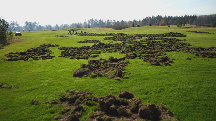 Diviaky poorali golfové ihrisko pod Tatrami