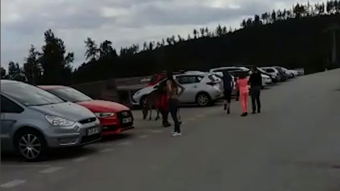 Srnka na parkovisku. 