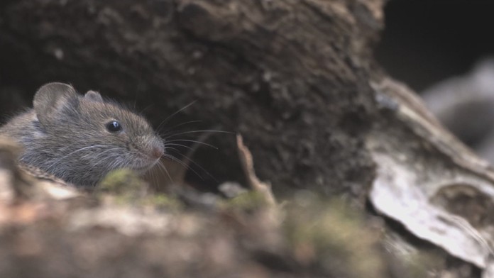 Hlodavce ničia úrodu 