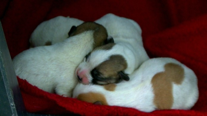 Vyhodené šteniatka