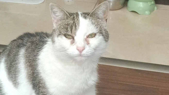 Viac ako deň hľadala svoju mačku. Našla ju postrelenú na vlastnom pozemku