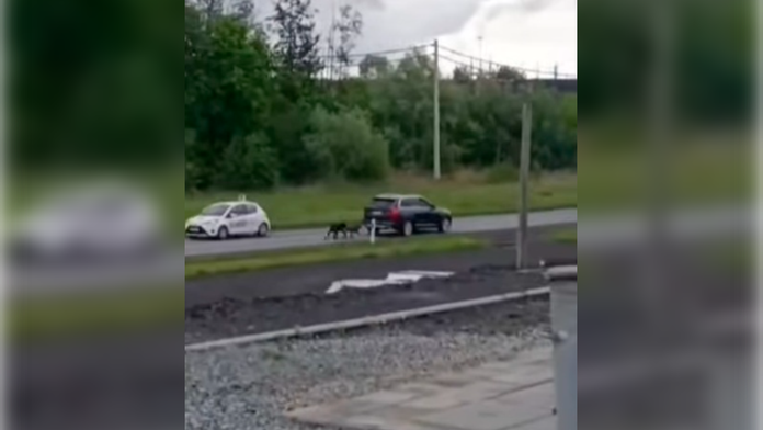 VIDEO: Psy museli dve hodiny bežať priviazané za autom. Nad vysvetlením vodiča sa zastavuje rozum