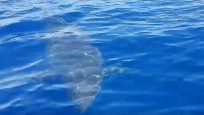 YouTuberi Myka a James Staufferovci.