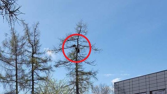 Medvedica s mláďatami vyzliezla na strom v Starom Smokovci.