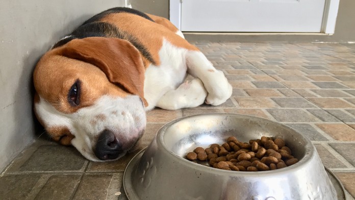 Má zdravotné ťažkosti. Toto je niekoľko signálov, ktorými váš štvornohý miláčik naznačuje, že sa necíti dobre