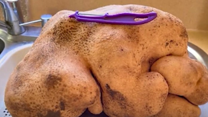 Na Novom Zélande vypestovali rekordne veľký zemiak.