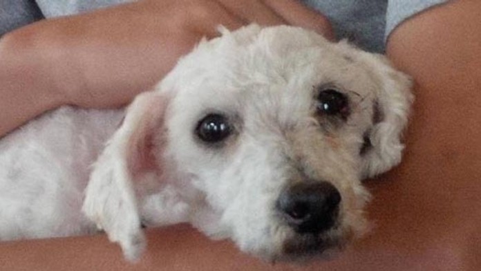 Psíka Shreka našli v Kanade v hroznom stave - 3