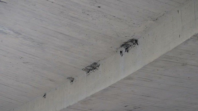 Zničené hniezda na Moste SNP