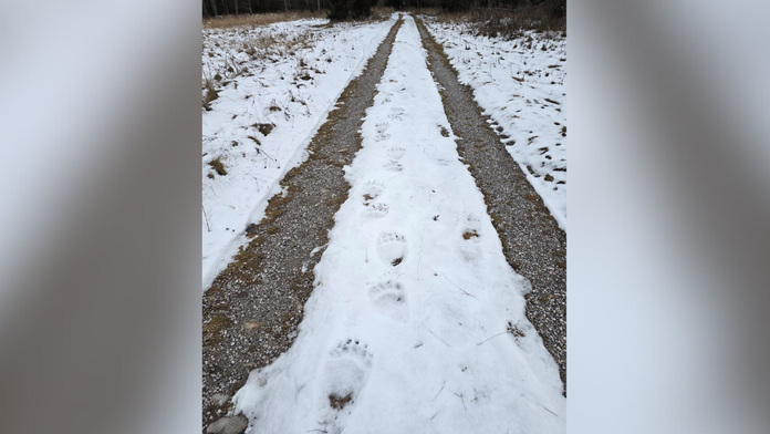Obec pod Tatrami upozorňuje na výskyt medveďa. Zviera sa pohybuje pri turisticky obľúbenom mieste