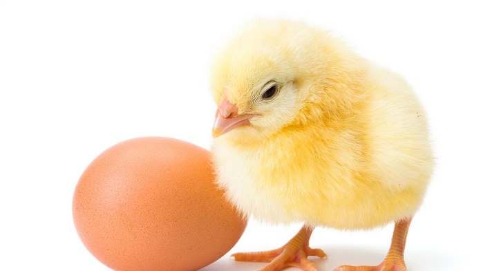 Vajce a kurča