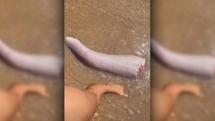 Bizarný nález na austrálskej pláži: More vyplavilo čudo pripomínajúce veľrybí penis