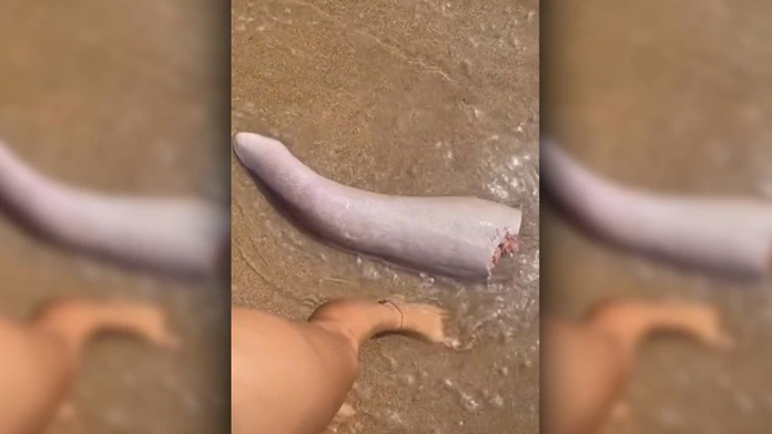 Bizarný nález na austrálskej pláži: More vyplavilo čudo pripomínajúce veľrybí penis