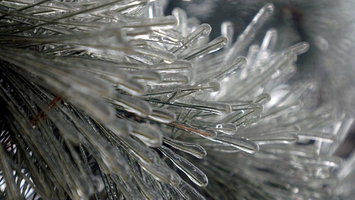 Zamrznuté ihličie borovice.