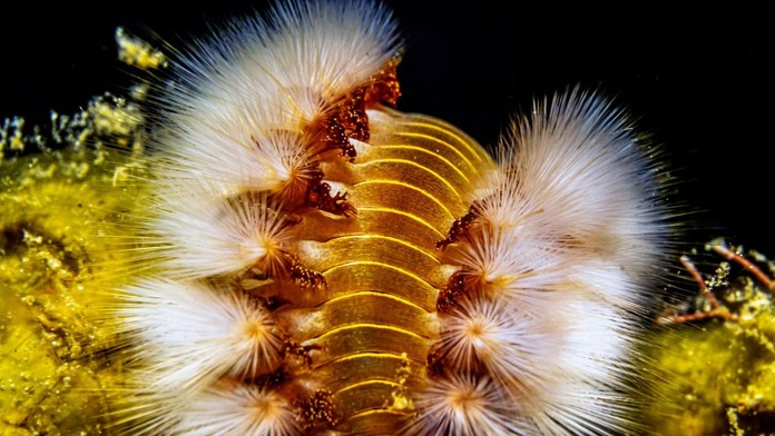 Invázia jedovatých červov v Taliansku: Ich štetiny spôsobujú veľké bolesti